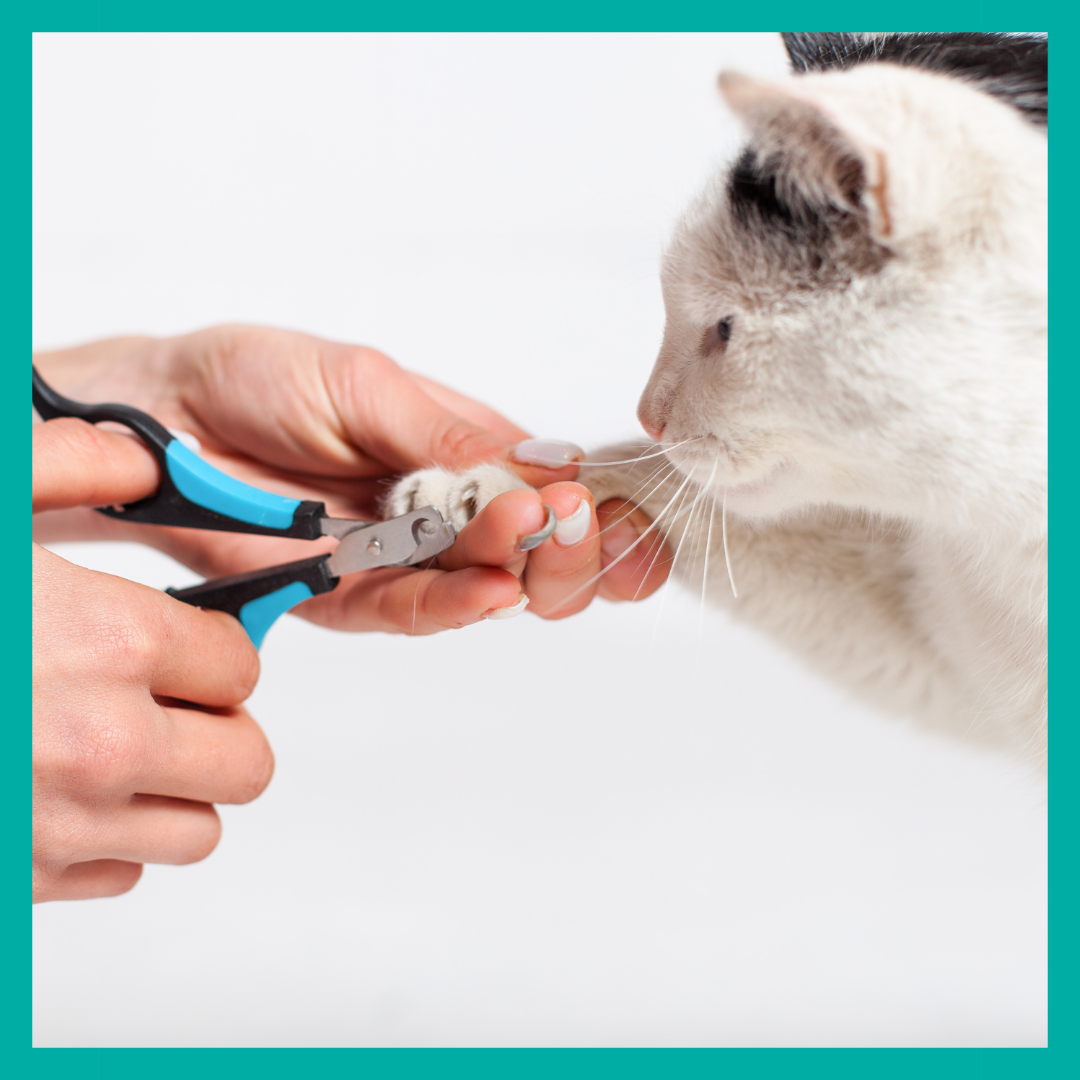 Corte de uñas Gatos.