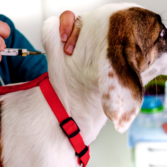 🩺 Servicio Veterinario a Domicilio