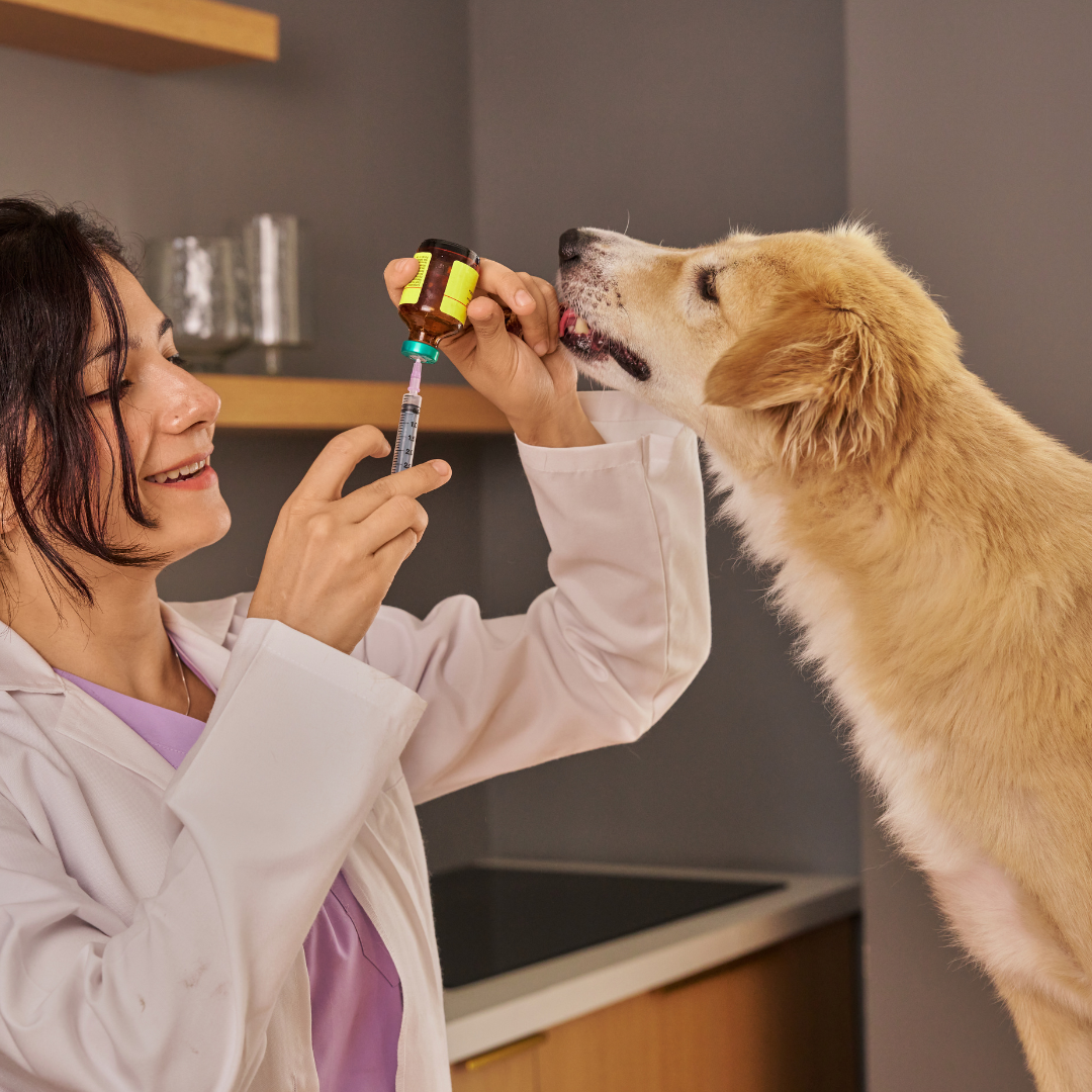 🩺 Servicio Veterinario a Domicilio