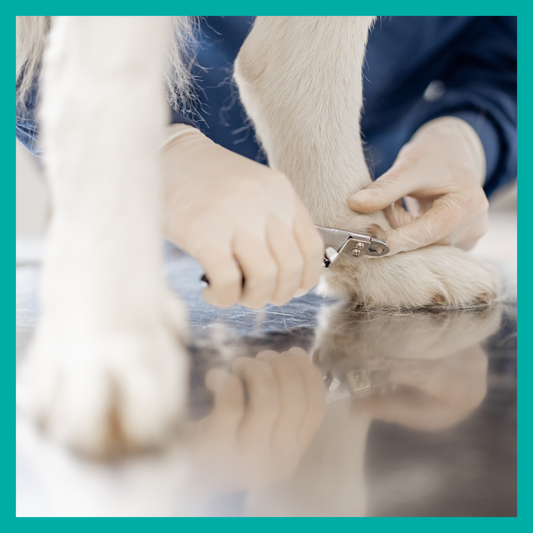 Corte de uñas para Perro