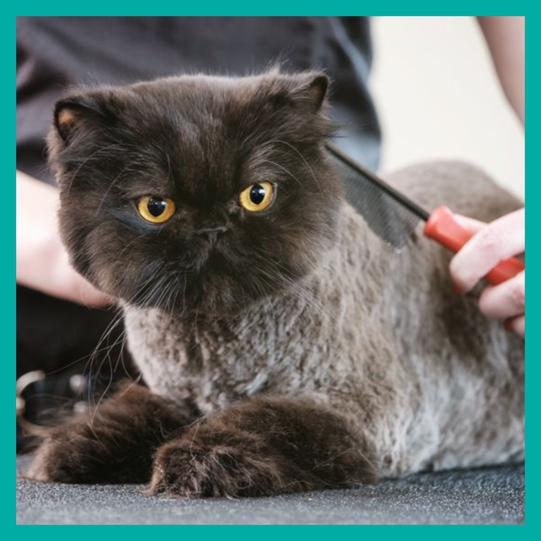 Pack Peluquería Felina🐾 $39.990 C/U