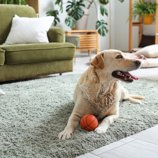 Cuidados Domiciliarios