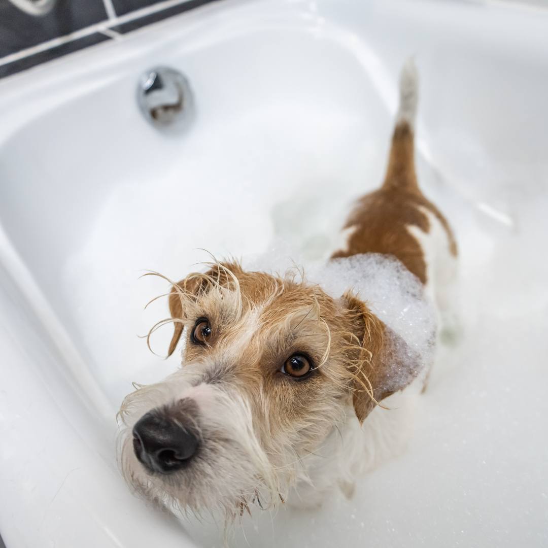 BAÑO MEDIANO (hasta 20 Kg)