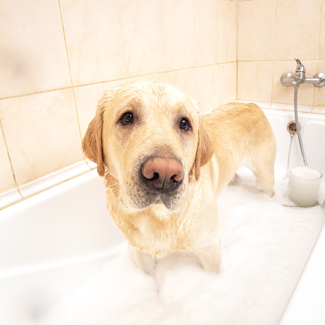 BAÑO GRANDE (hasta 35 Kg)