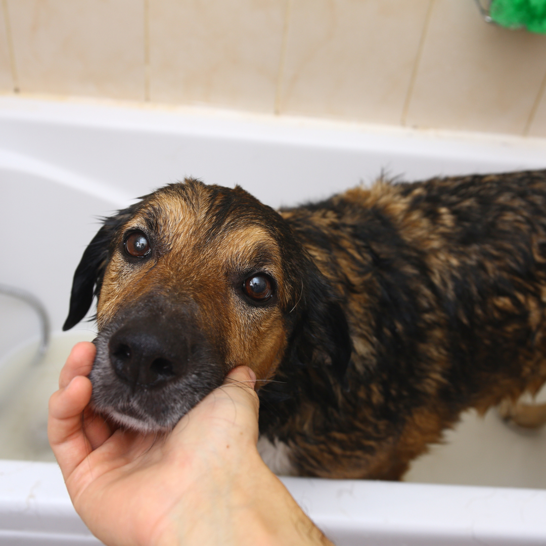 BAÑO EXTRA GRANDE (mas de 35 Kg)