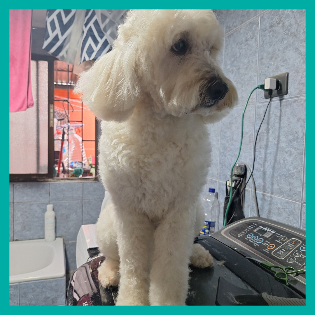 Peluquería Perro Mediano (hasta 20 Kg)