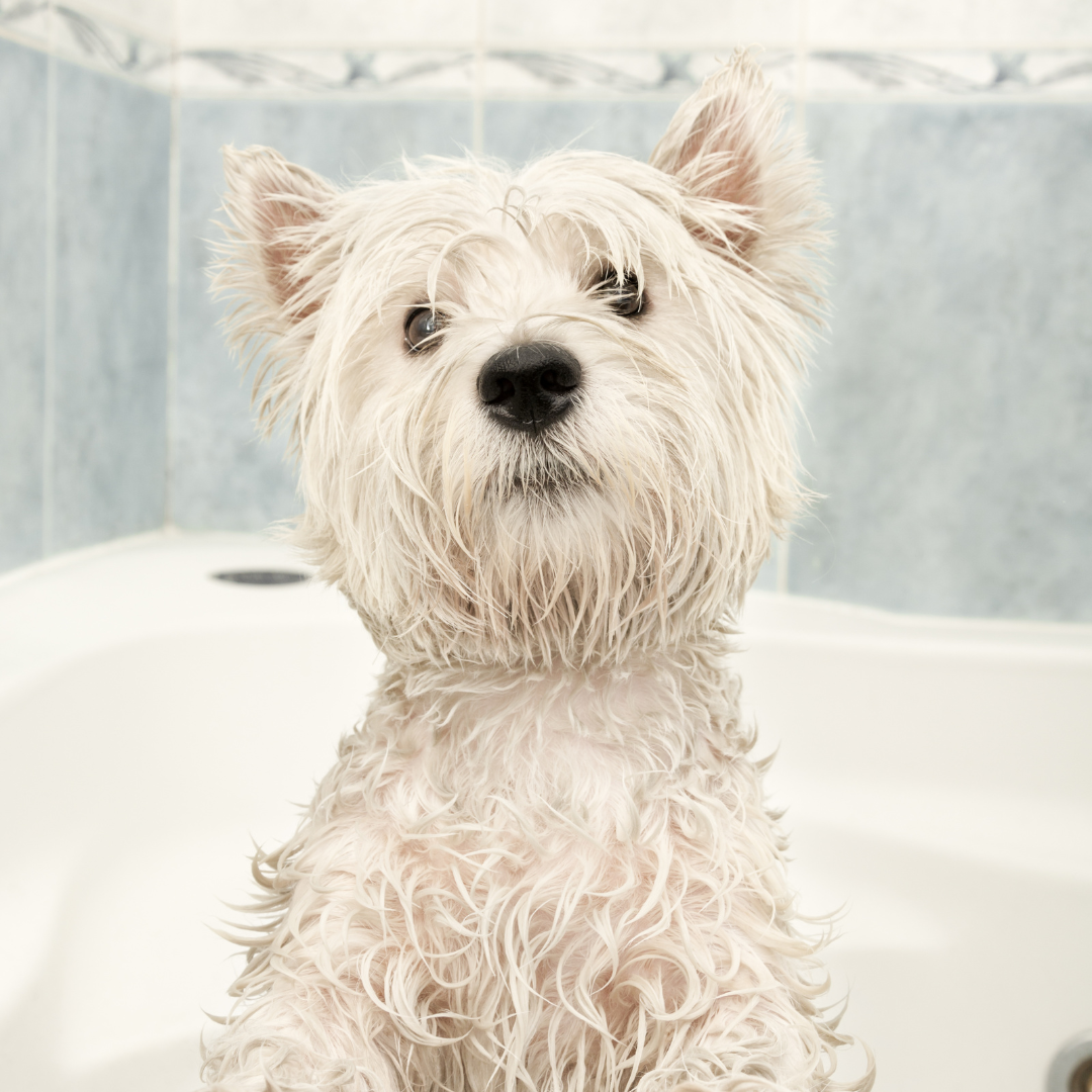 BAÑO PEQUEÑO (hasta 10 Kg)