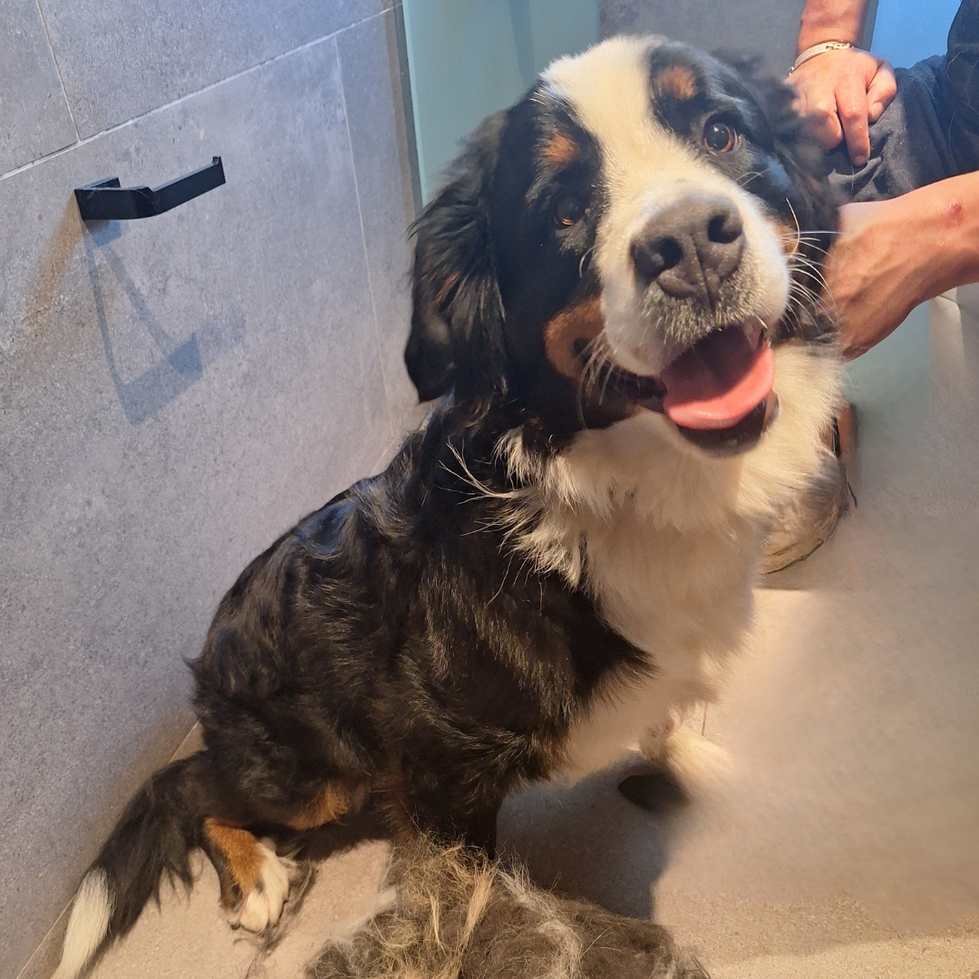 Peluquería Canina a domicilio