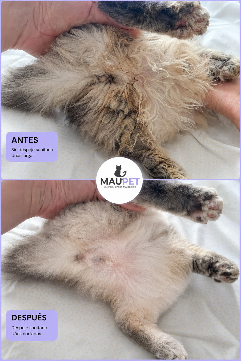 Corte Sanitario + Corte de uñas Gato