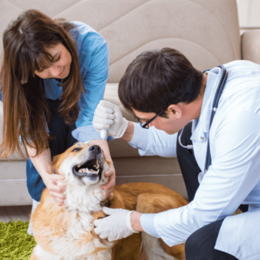 VETERINARIO A DOMICILIO