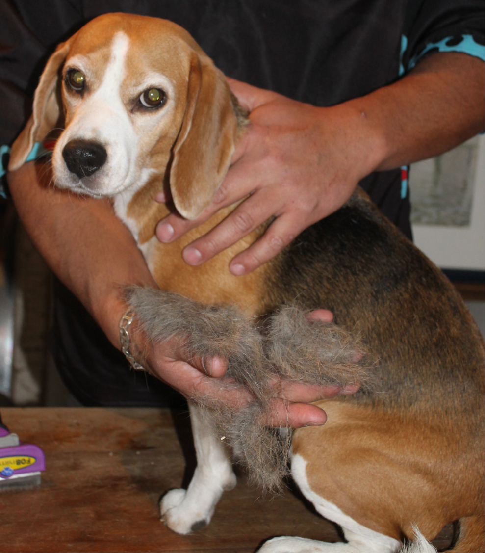 BullyGlow - Servicio Premium para Perritos de Manto Raso