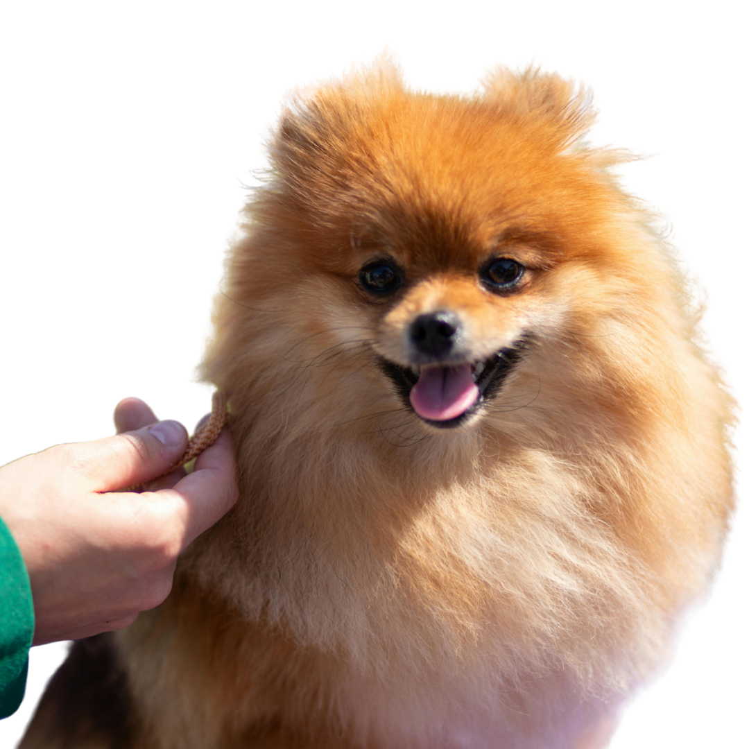 Peluquería para Pomeranias