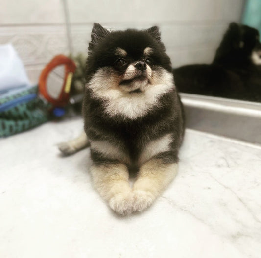 Peluquería para Pomeranias