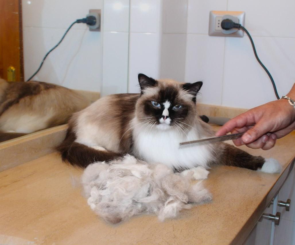 Pack Peluquería Felina🐾 $39.990 C/U