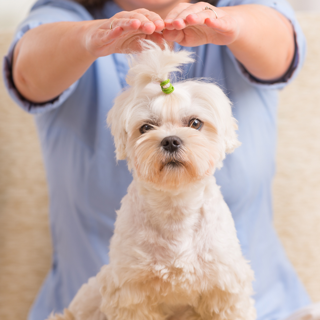 Reiki mascotas