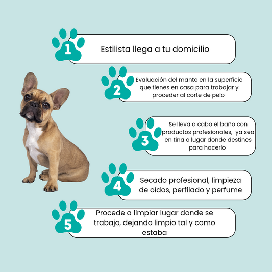 Peluquería Perro Pequeño (hasta 7 Kg)