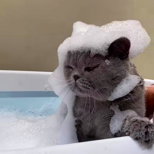 ¿Qué hacer si tu gato odia el agua? Tips para un baño sin estrés 🚿🐱