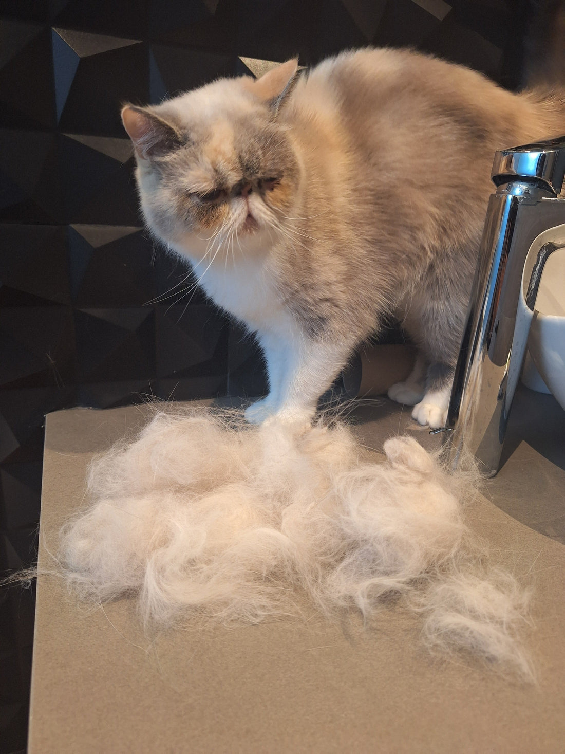 ¿Por qué mi perro o gato pierde tanto pelo?