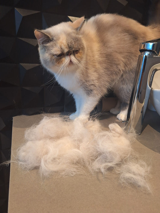 ¿Por qué mi perro o gato pierde tanto pelo?