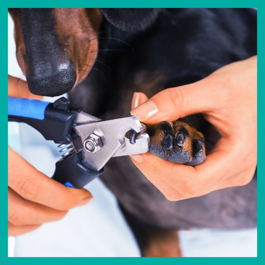 ¿Con que frecuencia se deben cortar las uñas a tus mascotas?
