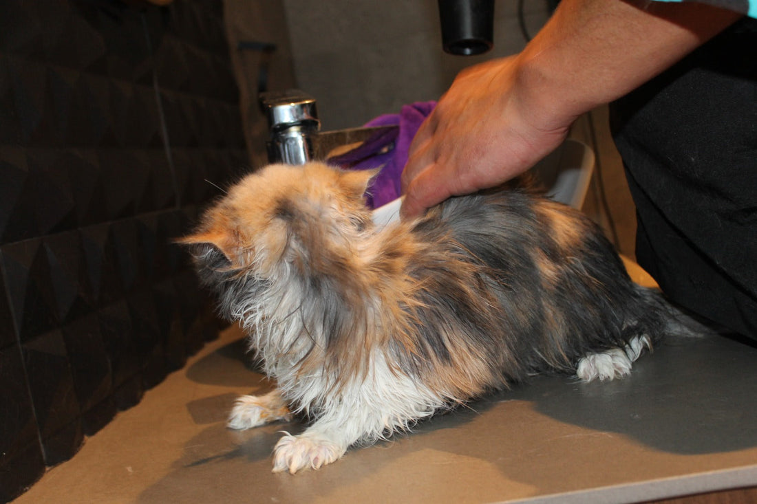 Peluquería felina a domicilio: Beneficios vs llevar a una peluquería tradicional