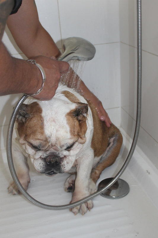 Peluquería para perros braquicéfalos en Santiago: cuidados especiales que debes conocer