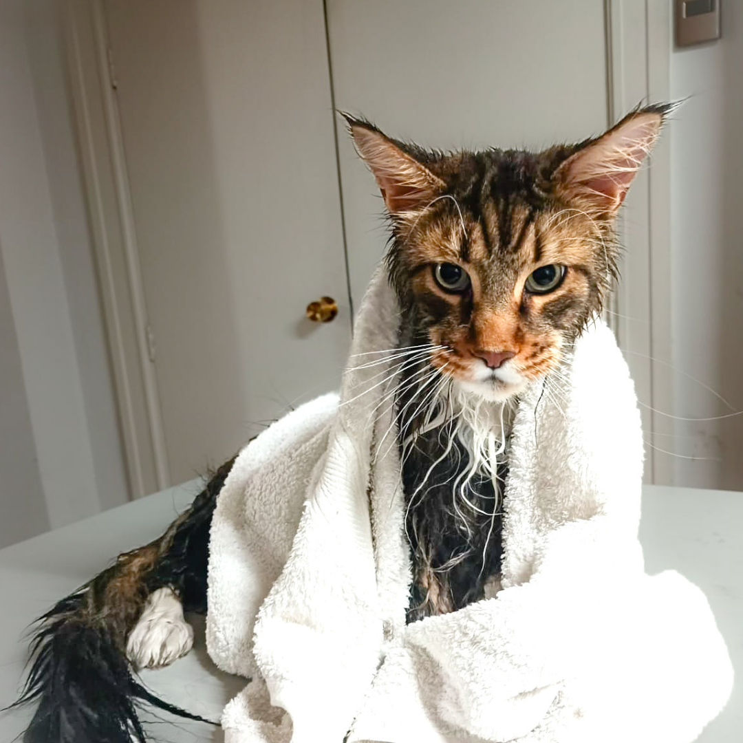 Baño para gato