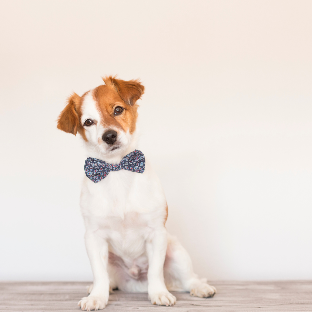 Acompañamiento para tu Mascota