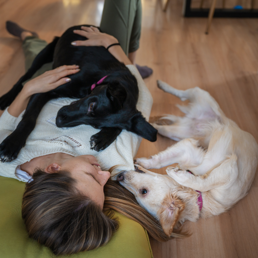 Acompañamiento para tu Mascota