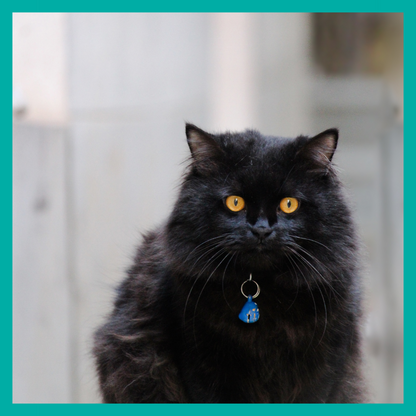 Pack Peluquería Felina🐾 $39.990 C/U