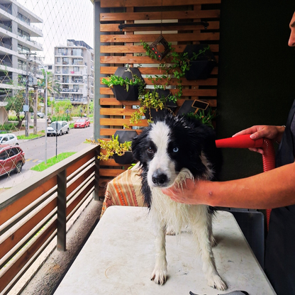Peluquería Canina a domicilio