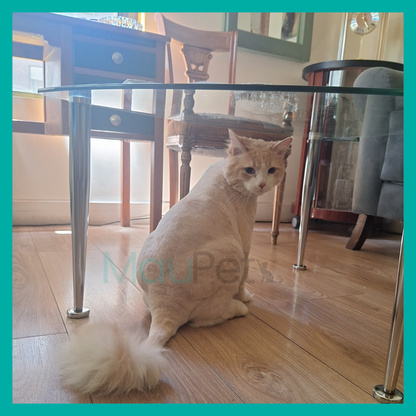 Pack Peluquería Felina🐾 $39.990 C/U