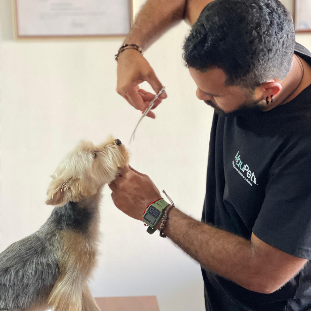Peluquería Perro Pequeño (hasta 4 Kg)