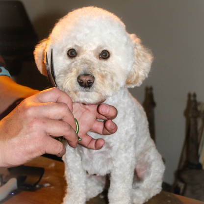 Peluquería Perro Pequeño (hasta 4 Kg)