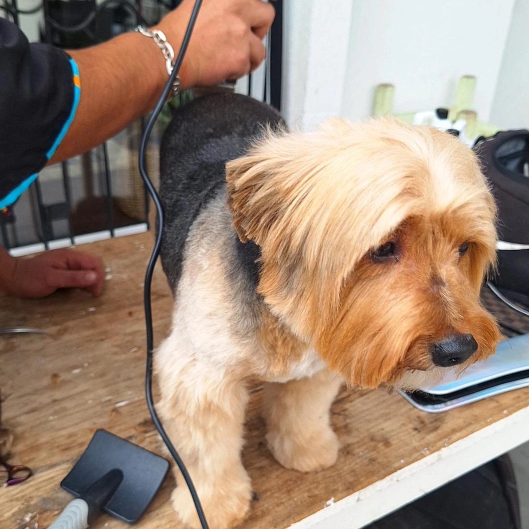 Peluquería Perro Pequeño (hasta 4 Kg)