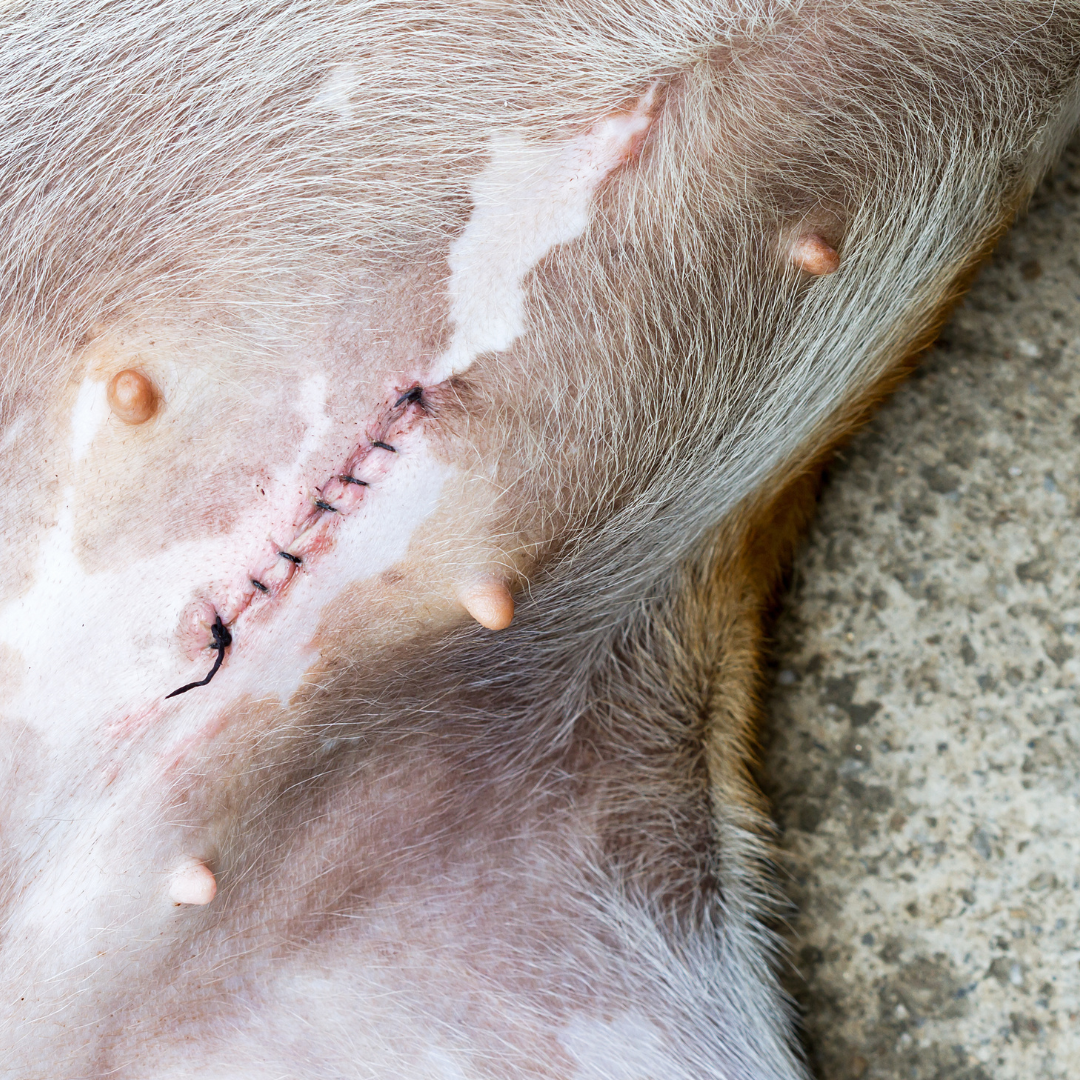 💉 Servicio de Curaciones a Domicilio