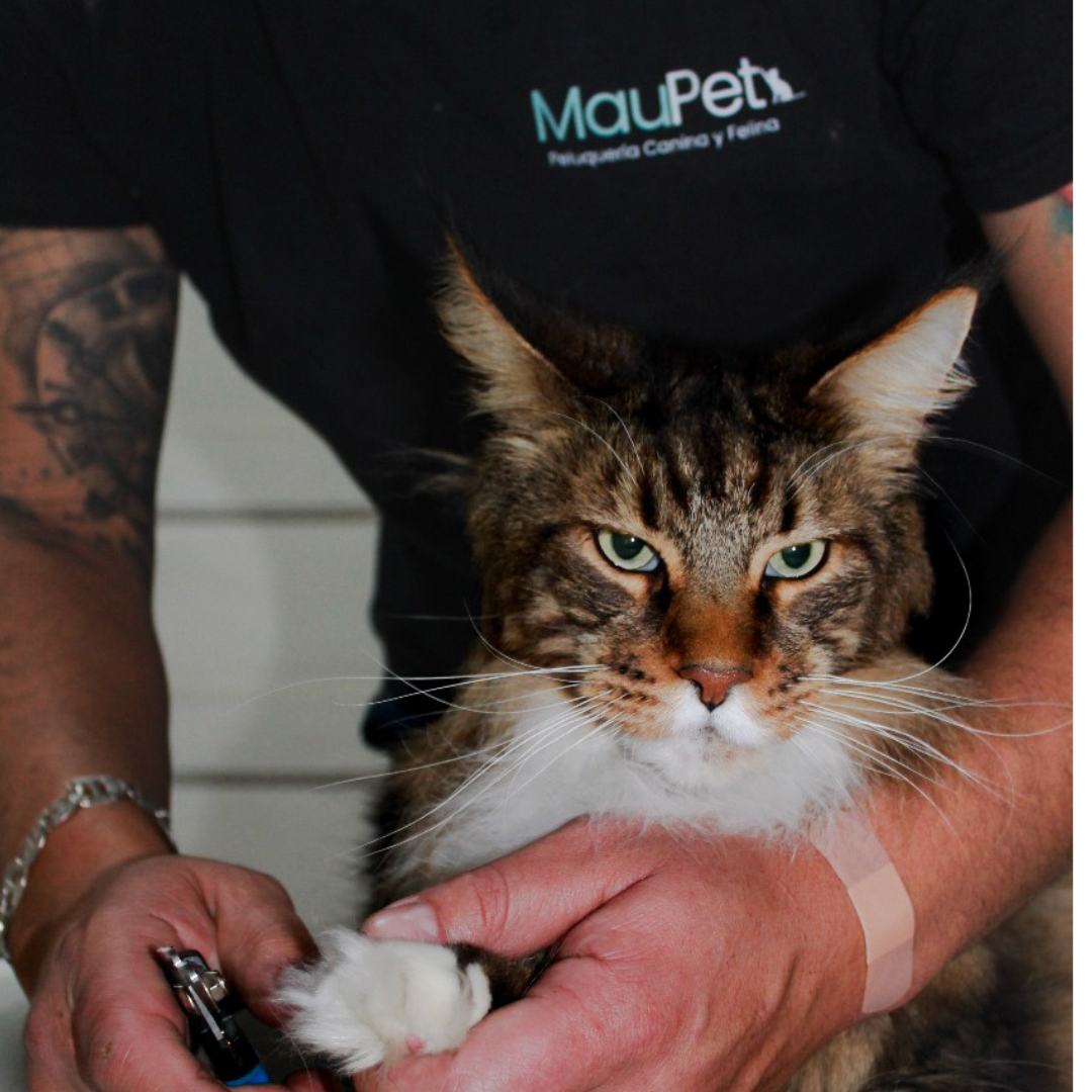 Peluquería Felina