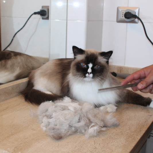 Deslanado + Corte de Uñas para Gatos