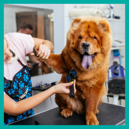 Peluquería Perro Extra Grande (mas 35 Kg)