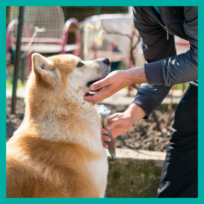 Peluquería Perro Grande (hasta 35 Kg)