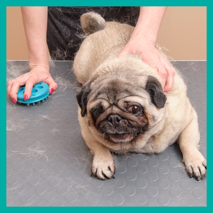 Especial Bulldog francés y Pug - BullyGlow