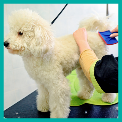 Peluquería Perro Mediano (hasta 20 Kg)