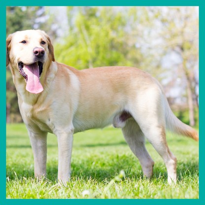 Peluquería Perro Grande (hasta 35 Kg)