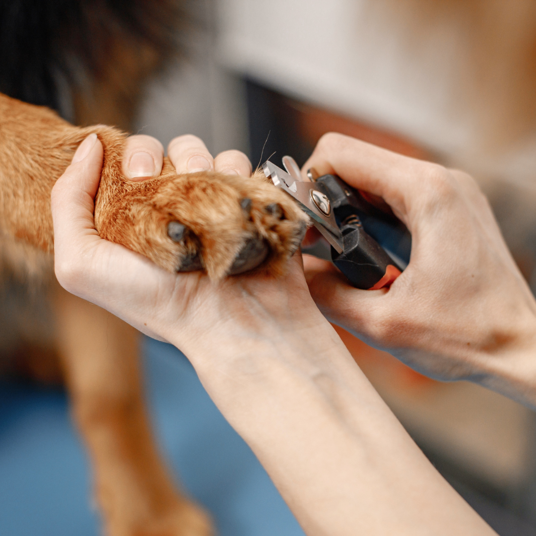 Corte de uñas para Perro