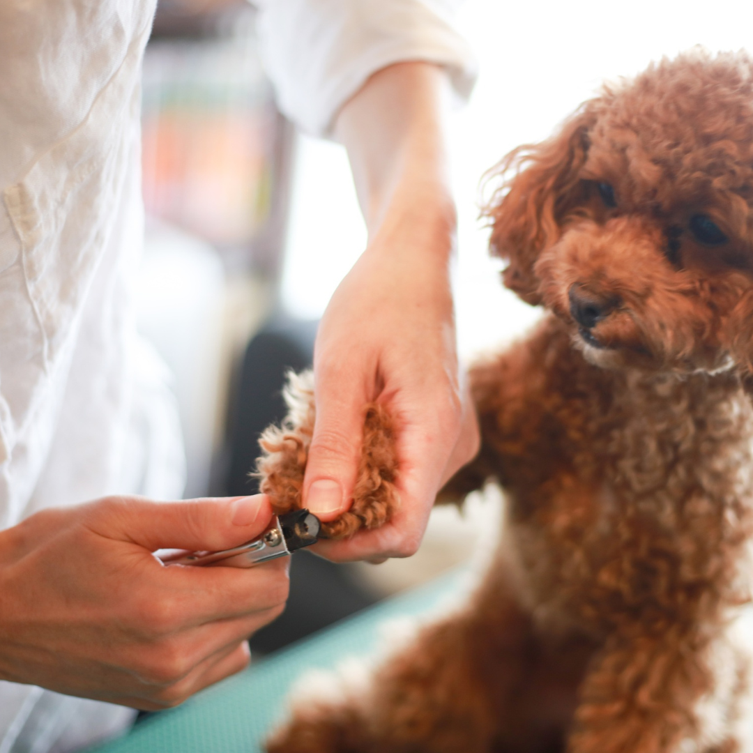 Corte de uñas para Perro
