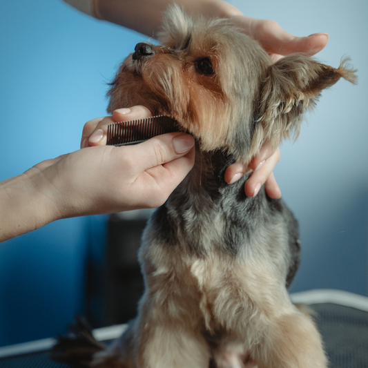 Peluquería Mini (Hasta 5 Kg)