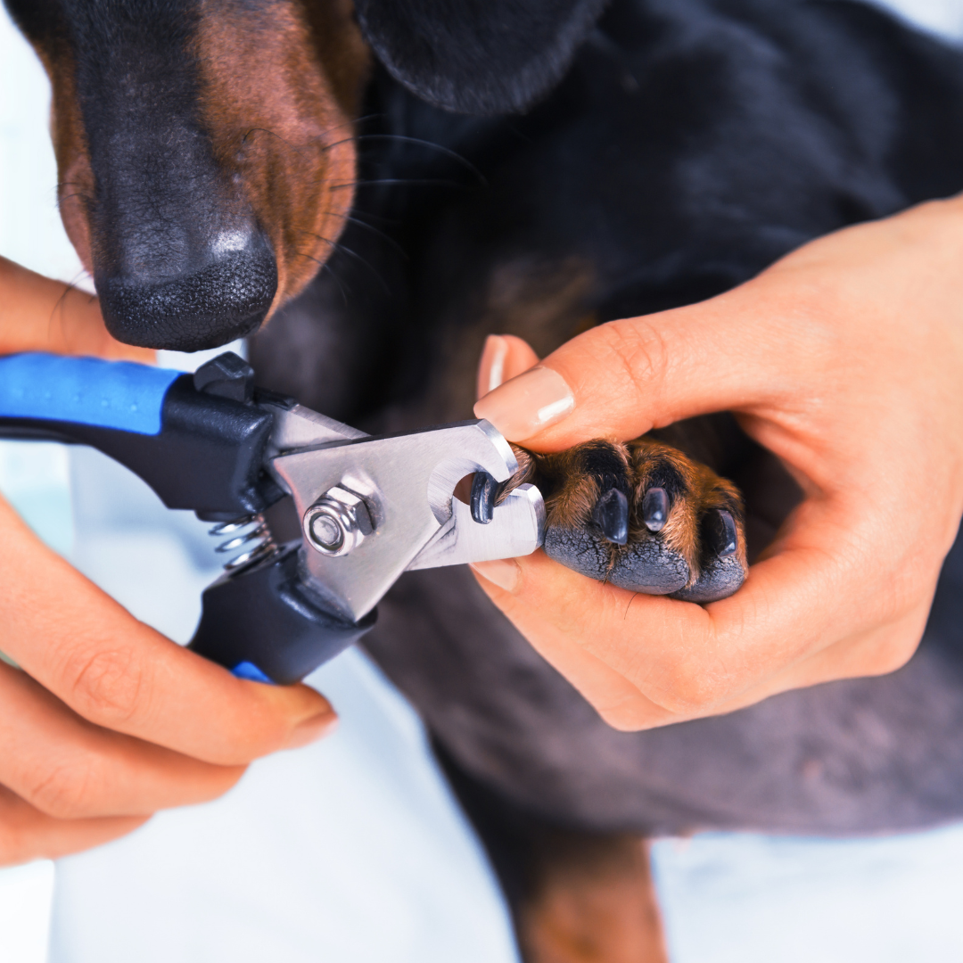 Corte de uñas para Perro