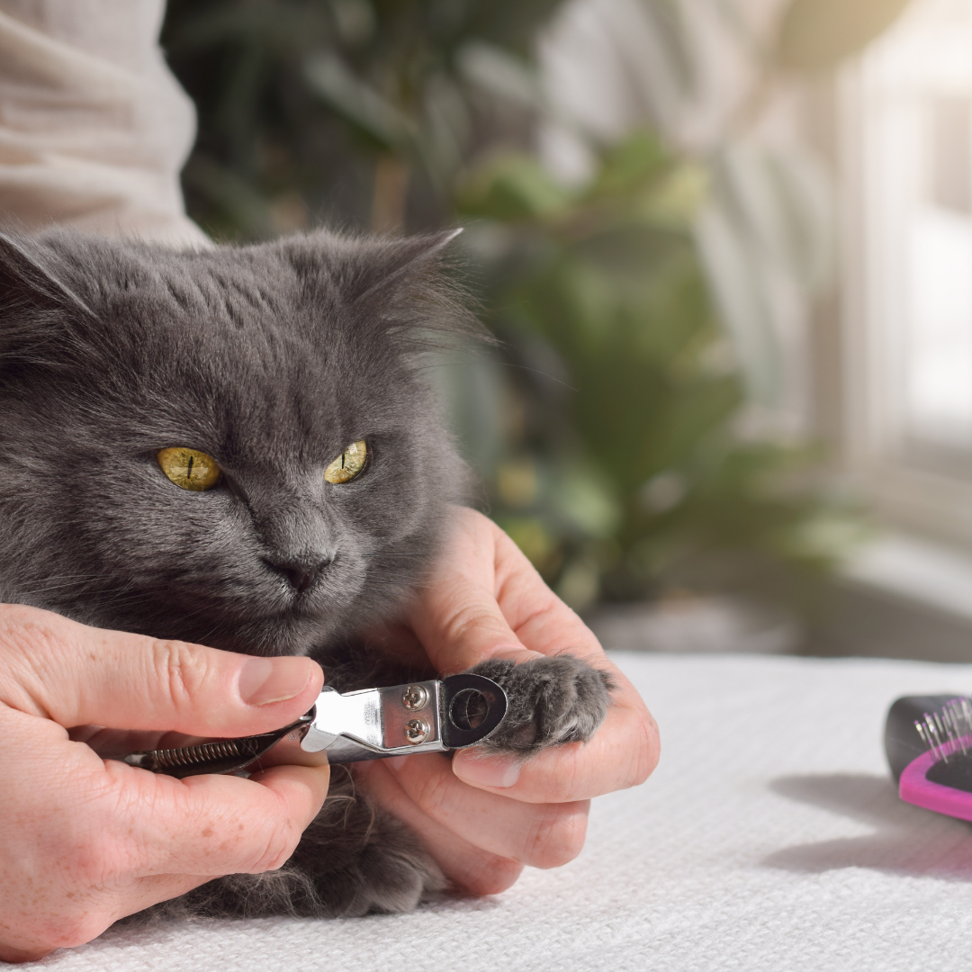 Corte de uñas Gatos.