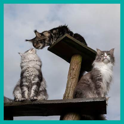 Pack Peluquería Felina🐾 $39.990 C/U