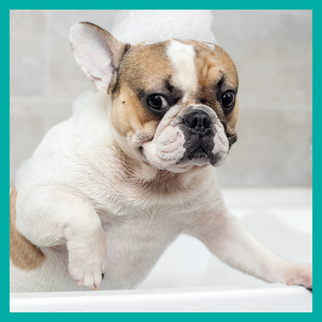 Especial Bulldog francés y Pug - BullyGlow